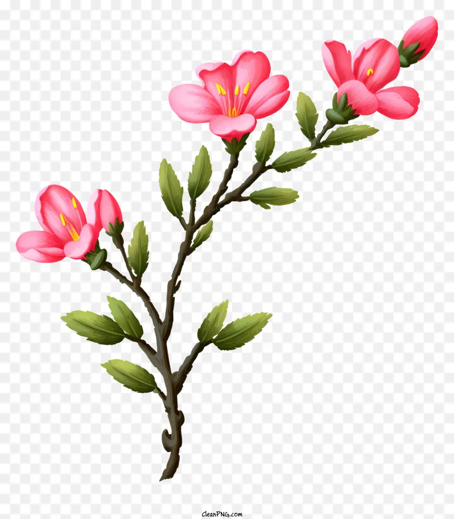 Bunga Merah Muda，Cabang Bunga PNG