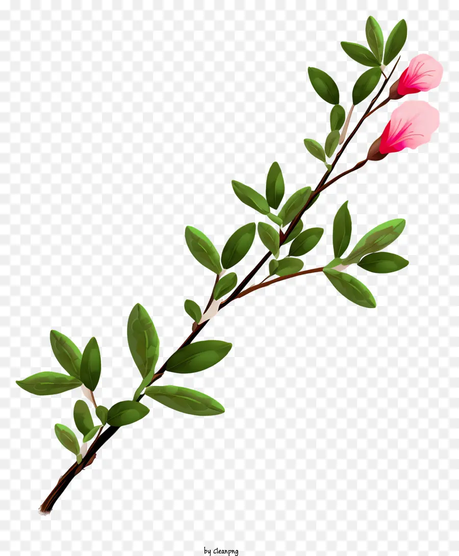 Pohon Bunga Merah Muda，Cabang PNG