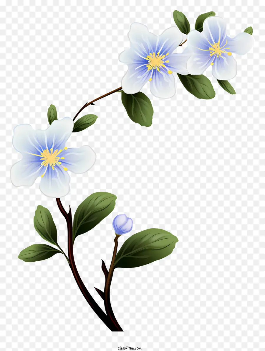 Bunga Putih，Pusat Biru PNG