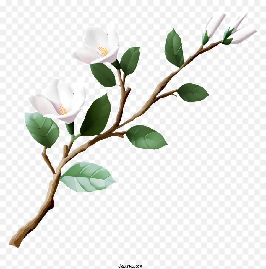Bunga Putih，Cabang PNG