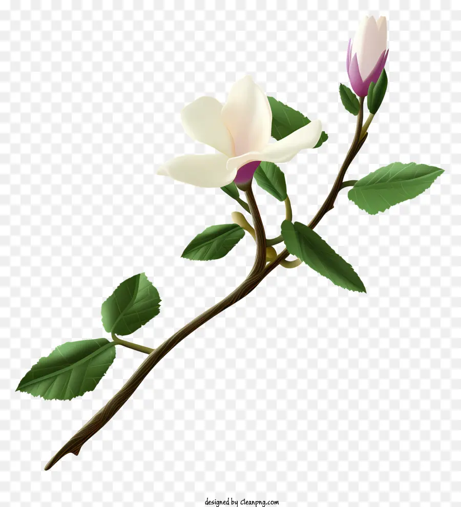 Bunga Putih，Magnolia PNG