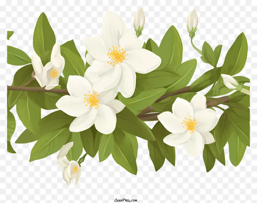 Bunga Putih，Hijau Daun PNG