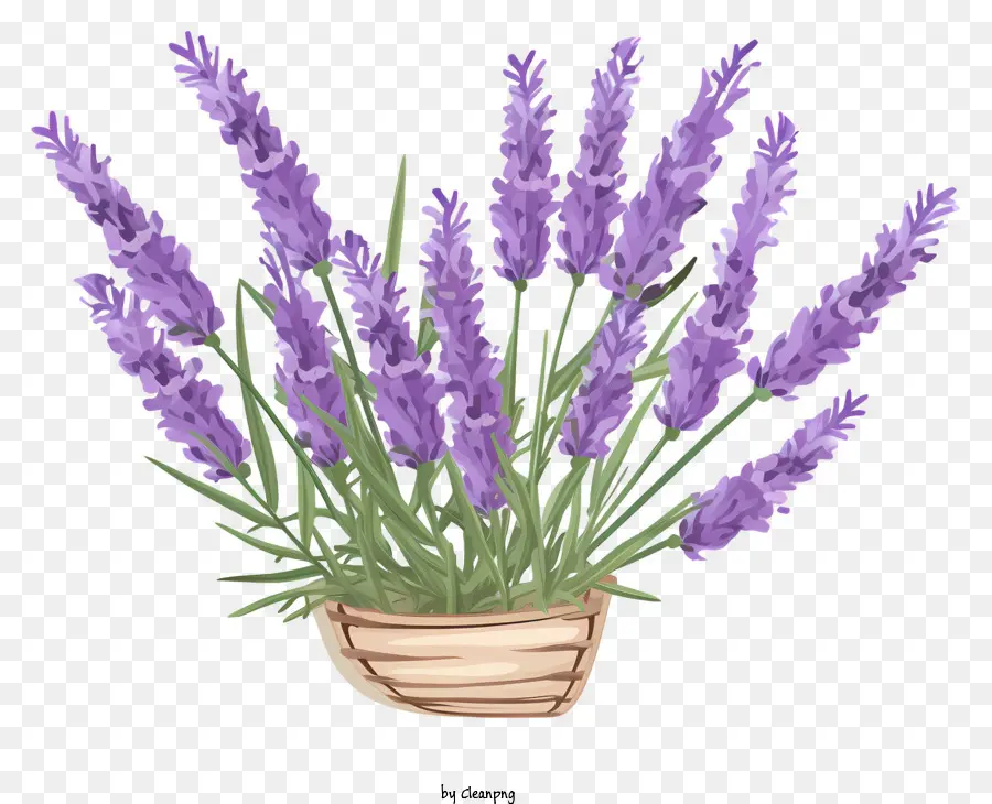 Lavender Vas，Vas Tongkat Kayu PNG