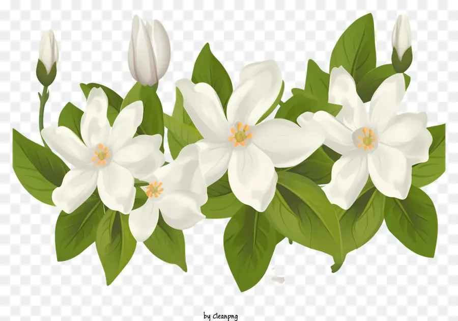 Bunga Putih，Karangan PNG