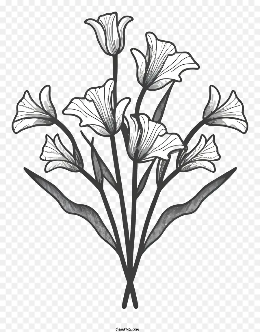 Bunga Lili Putih，Karangan PNG