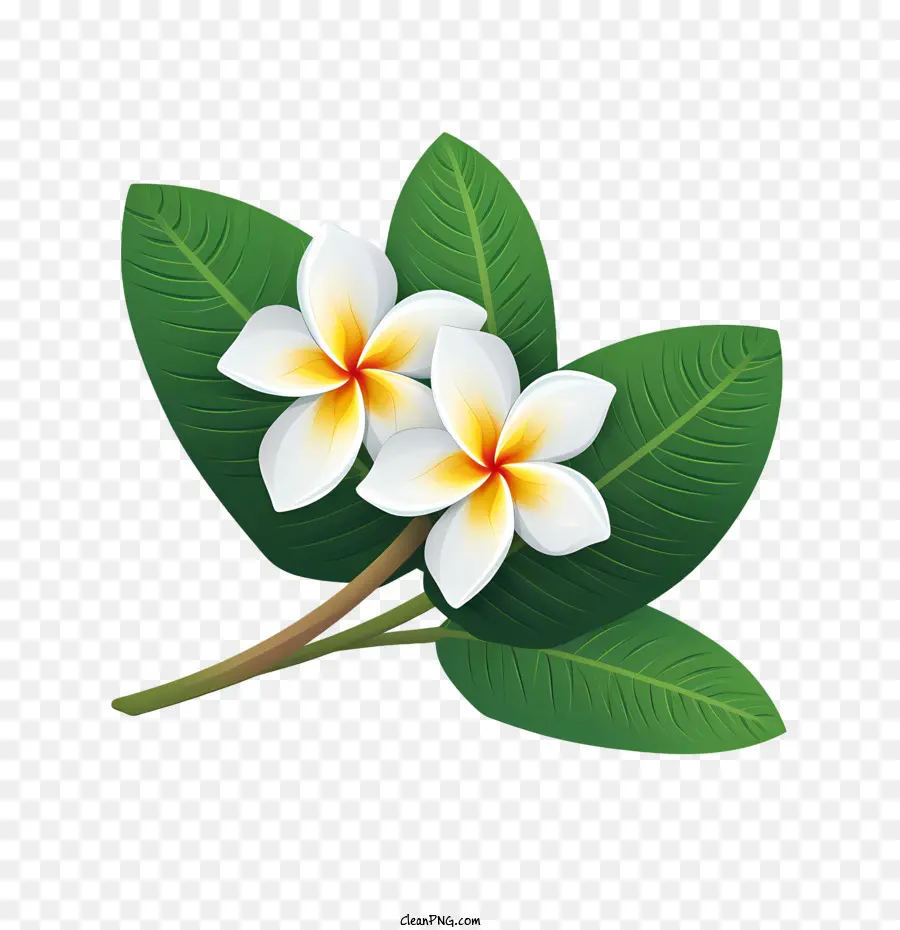 Bunga Plumeria，Bunga Putih PNG