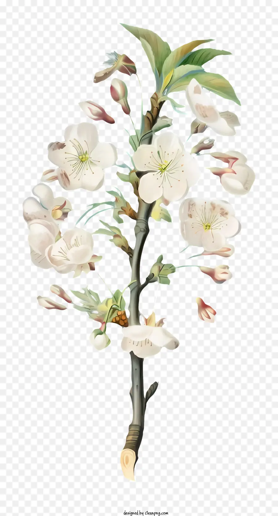 Pohon Sakura，Bunga Putih PNG