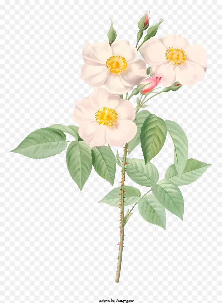 Mawar Putih，Kelopak PNG