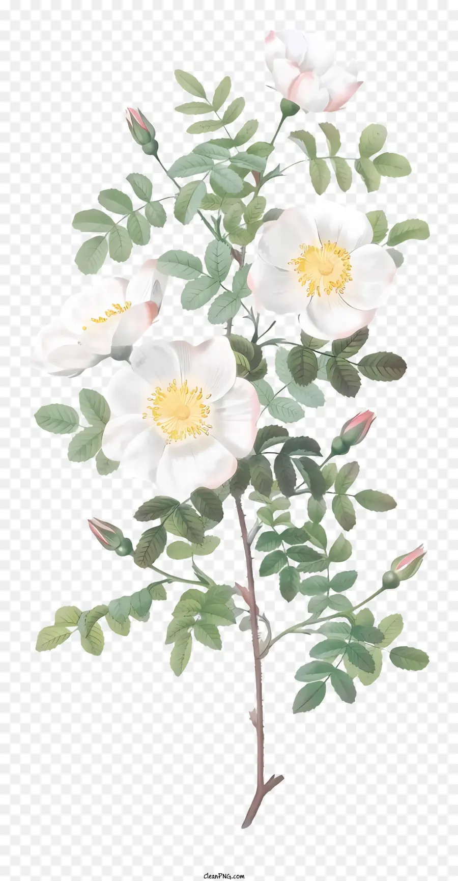 Mawar Putih，Latar Belakang Hitam PNG