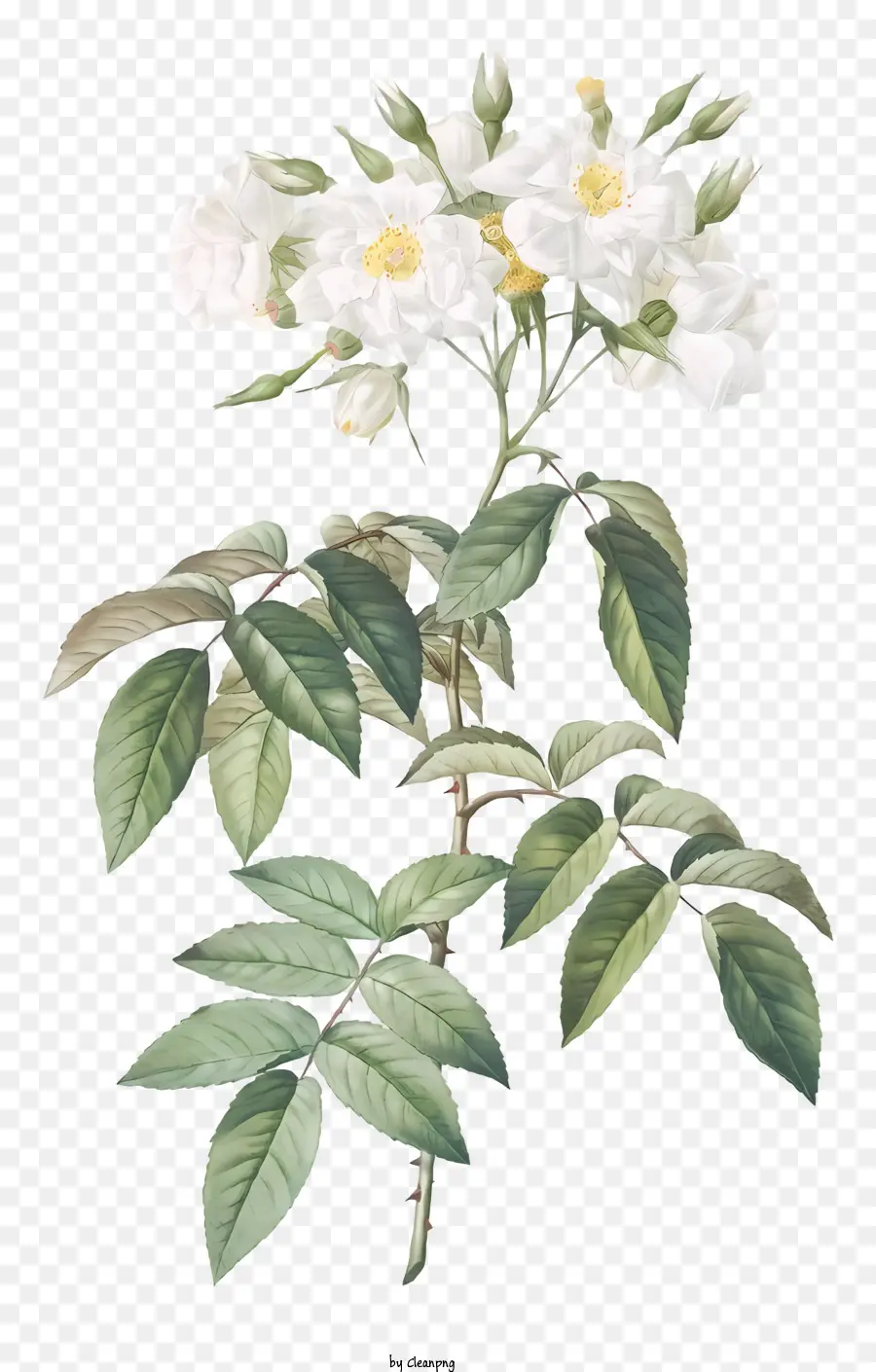 Mawar Putih，Lukisan PNG