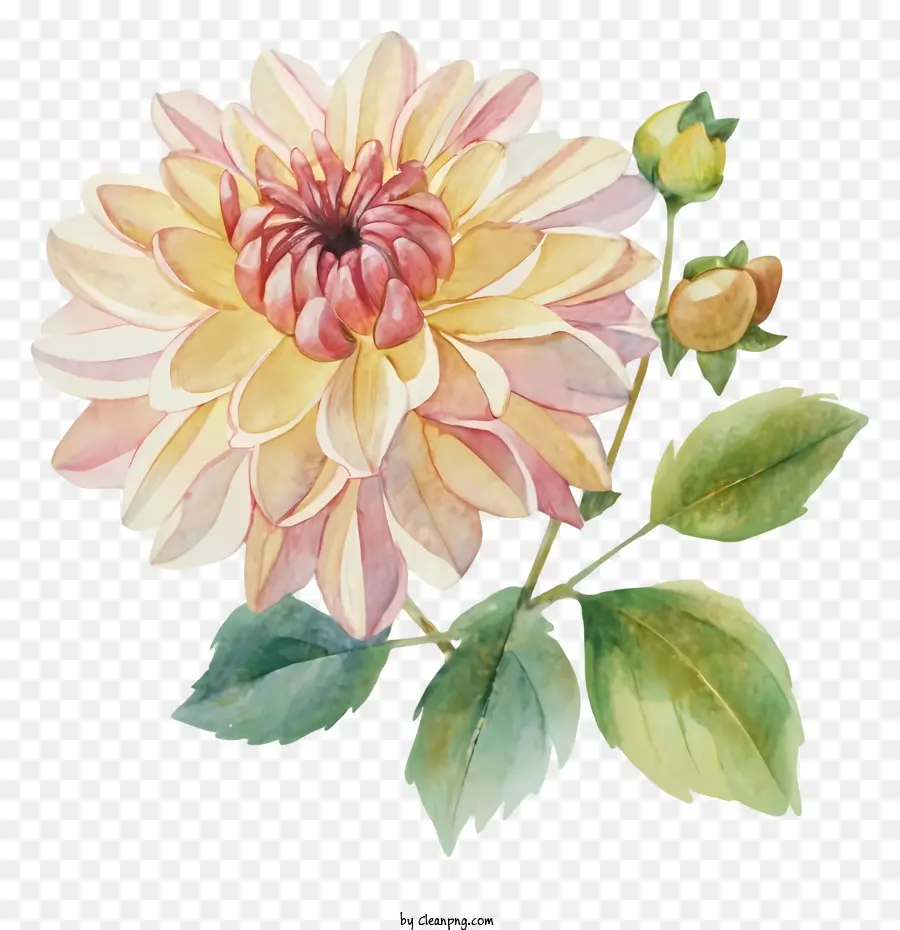 Bunga Dahl，Bunga Merah Muda Dan Kuning PNG