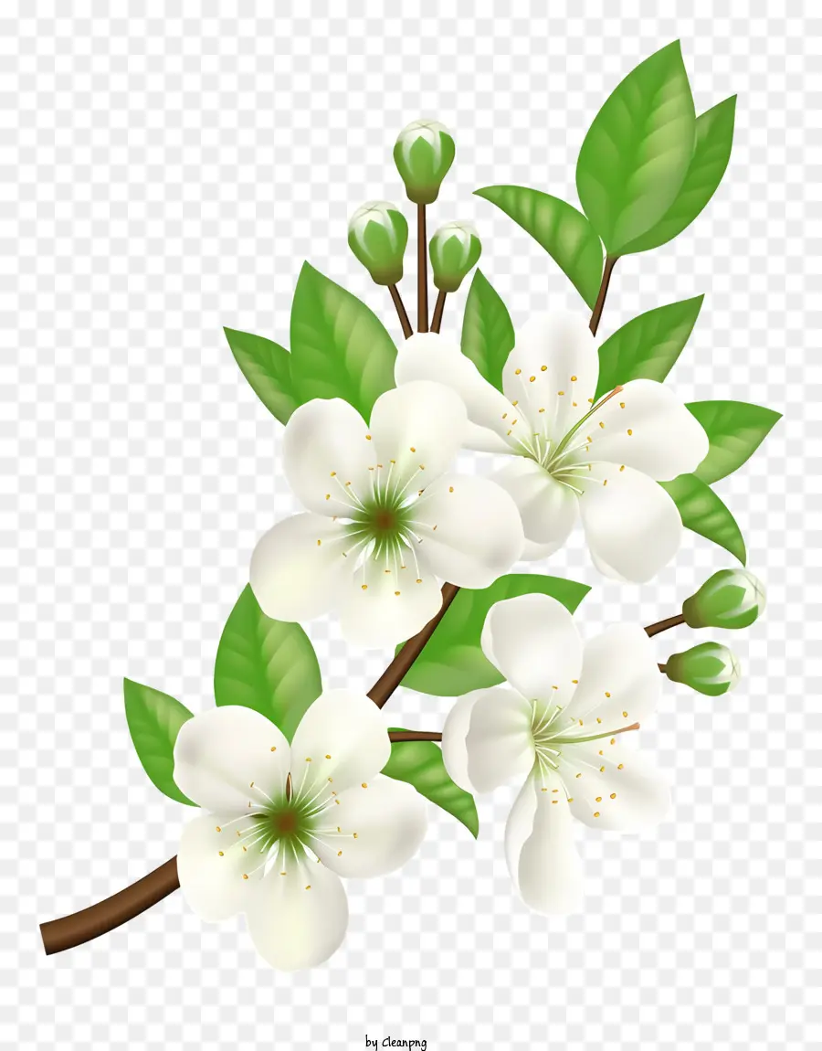 Cabang Dengan Bunga Putih，Bunga Mekar Penuh PNG