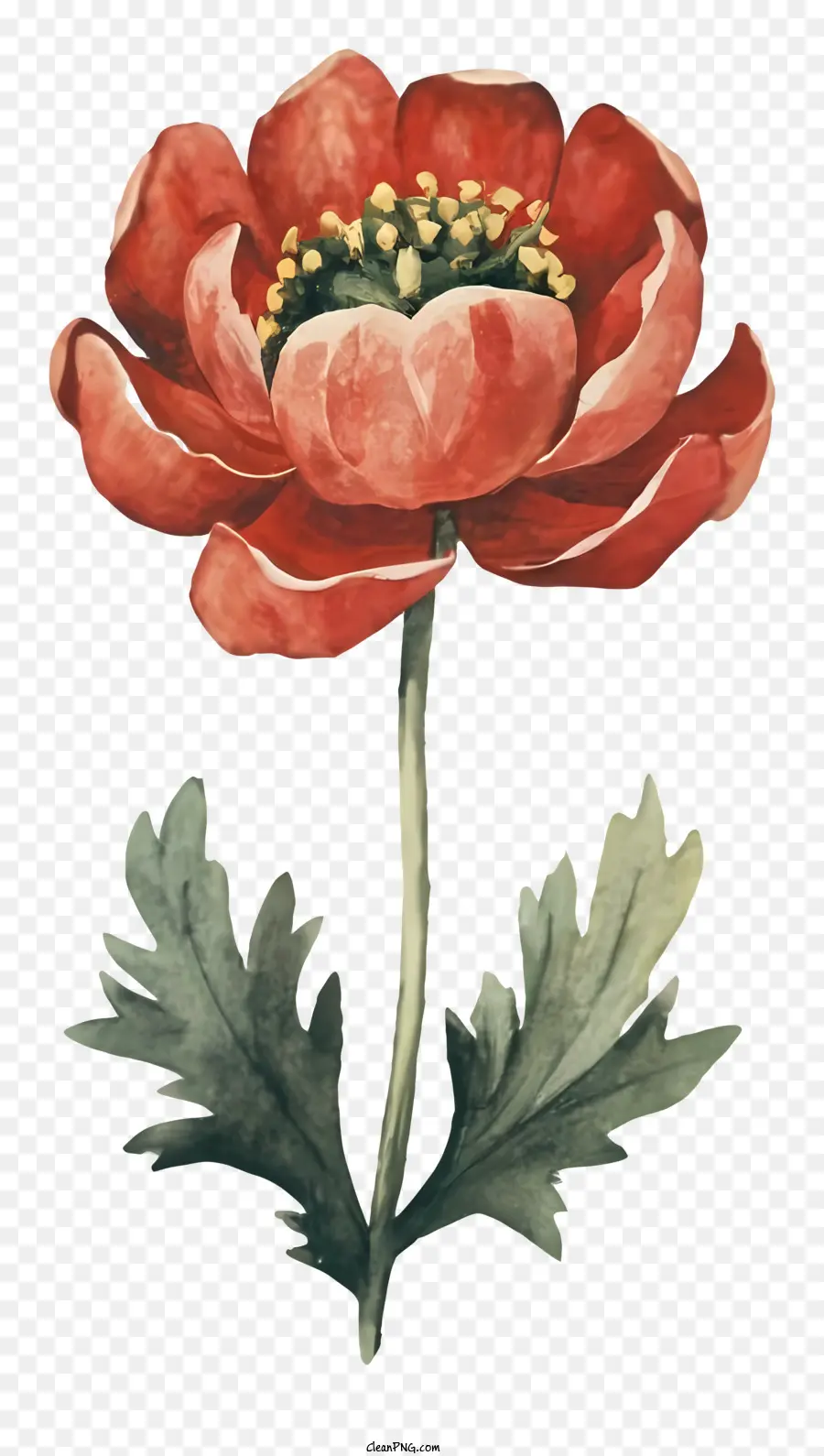 Lukisan Cat Air，Bunga Poppy Merah PNG