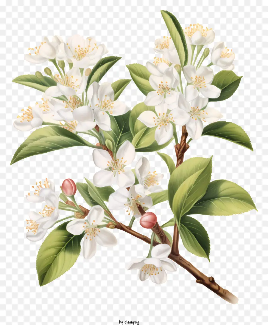 Pohon Apel，Bunga Putih PNG