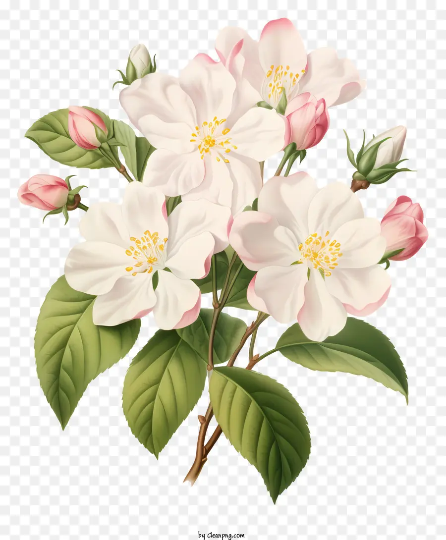 Bunga Apel Putih，Latar Belakang Hitam PNG