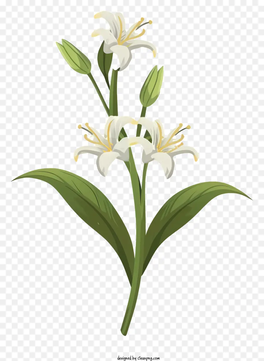 Putih Bunga Lily，Batang Dan Daun Hijau PNG