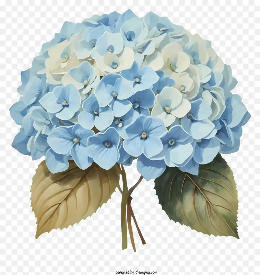 Buket Bunga，Hortensia PNG