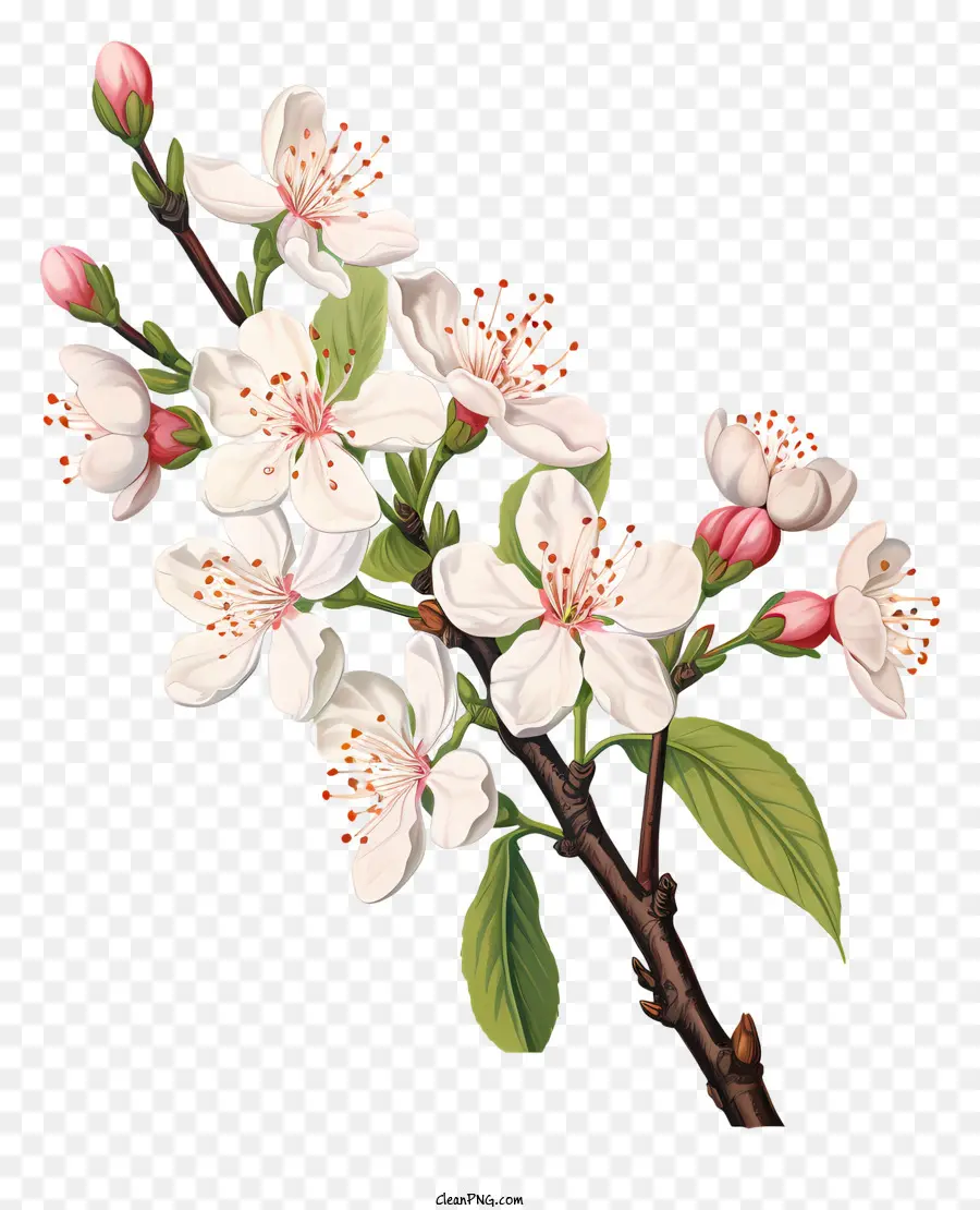 Bunga Sakura，Putih Bunga Sakura PNG