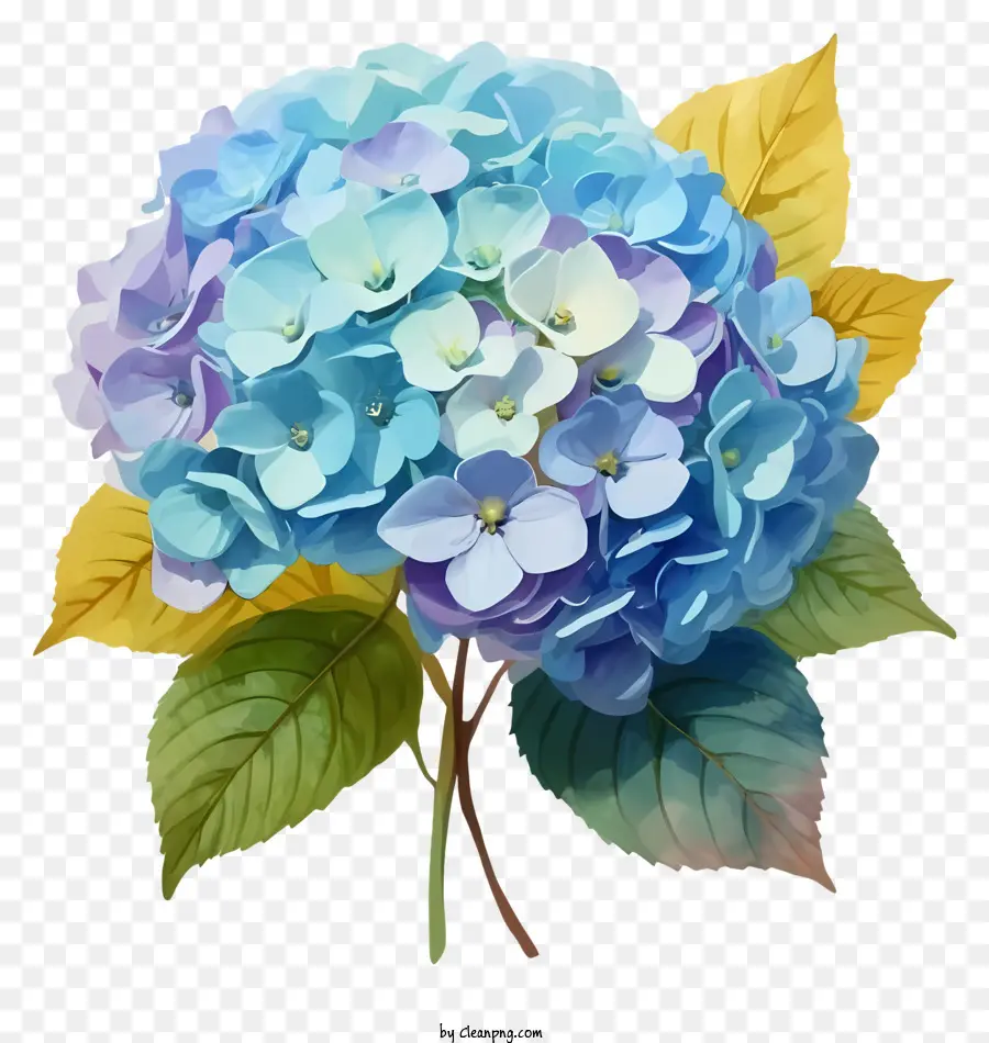 Karangan Bunga，Bunga Hydrangea Biru PNG