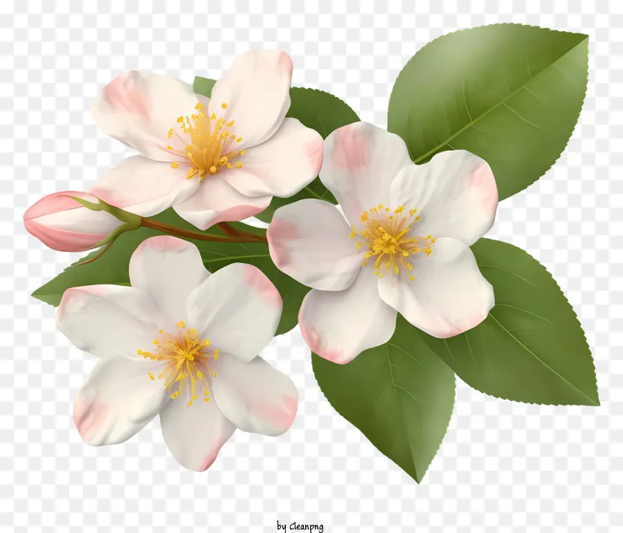 Bunga Putih，Bunga Merah Muda PNG