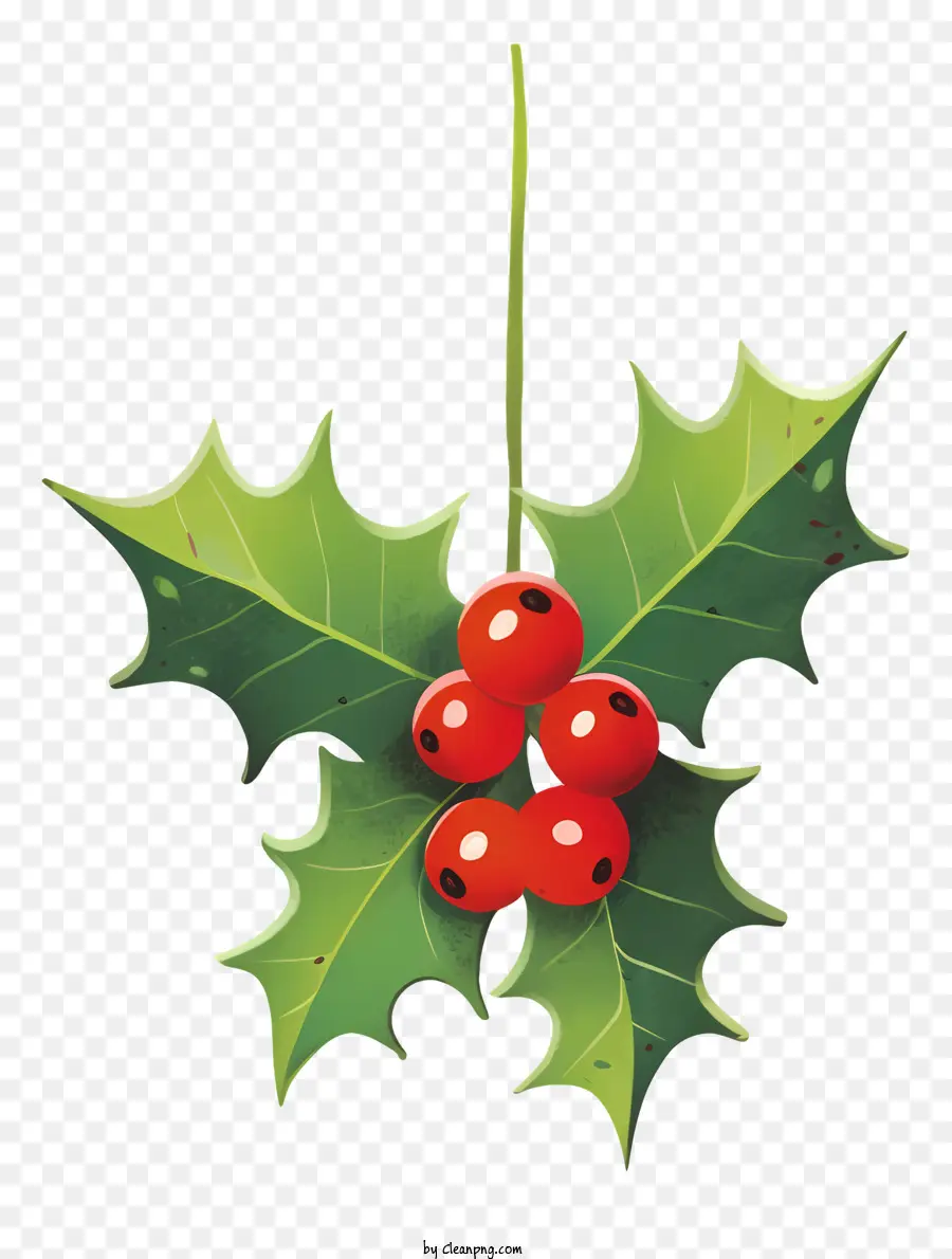 Daun Holly，Holly PNG