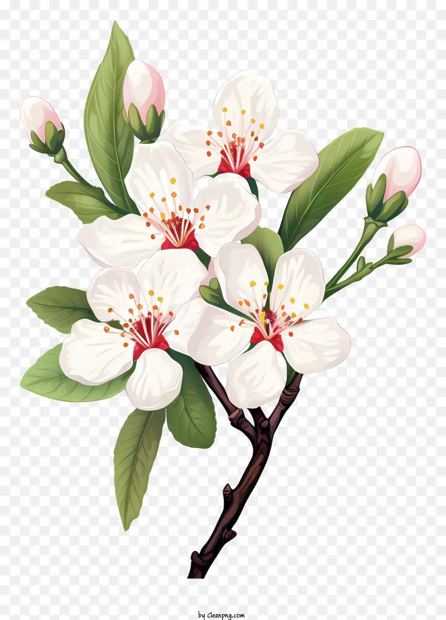 Pohon Bunga Putih，Bunga Putih PNG