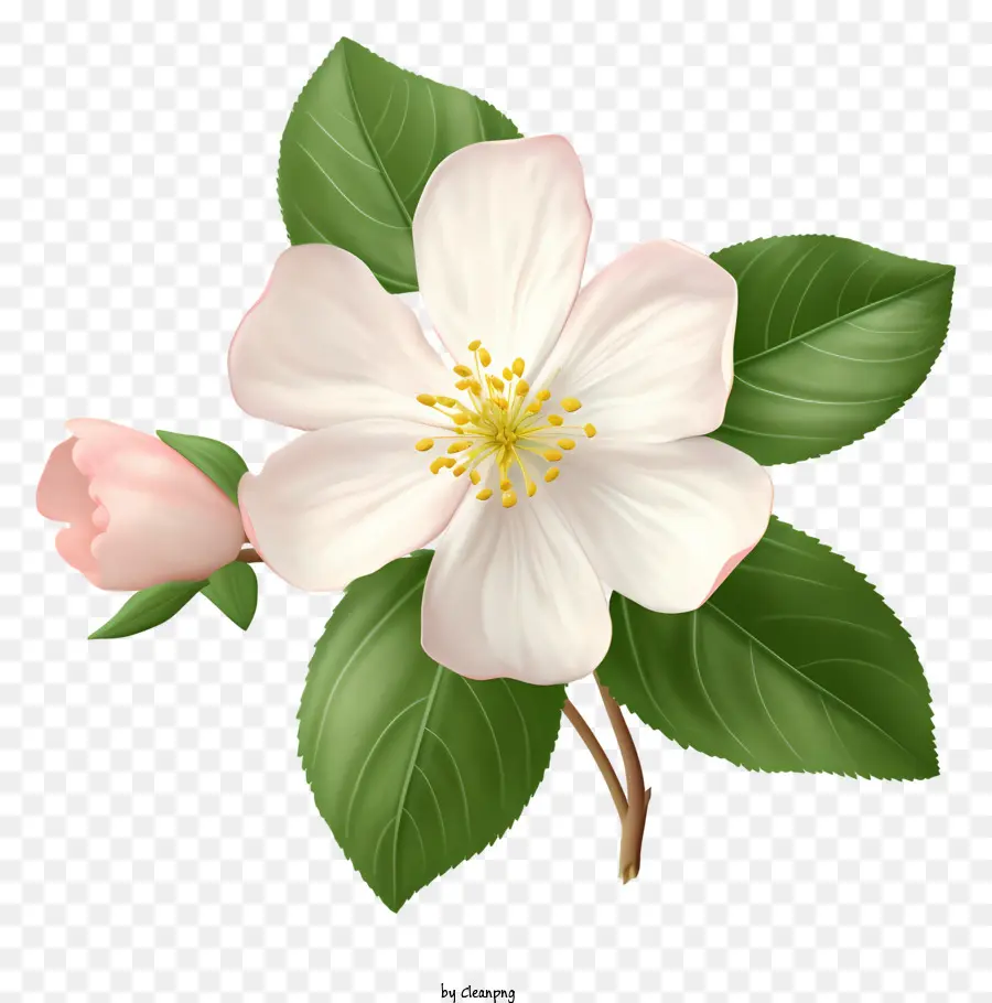 Bunga，Kelopak Putih PNG