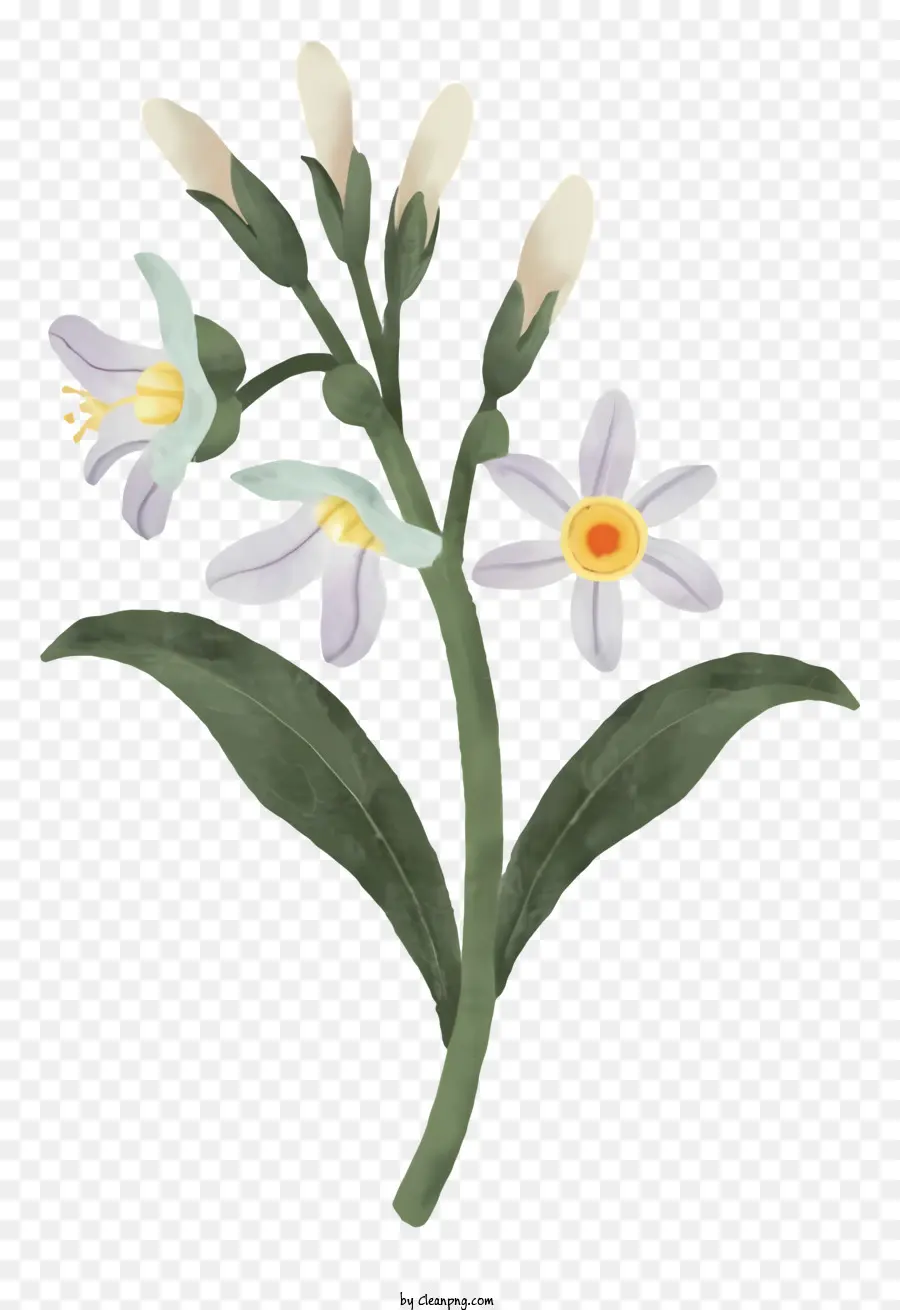 Lukisan，Bunga Putih PNG