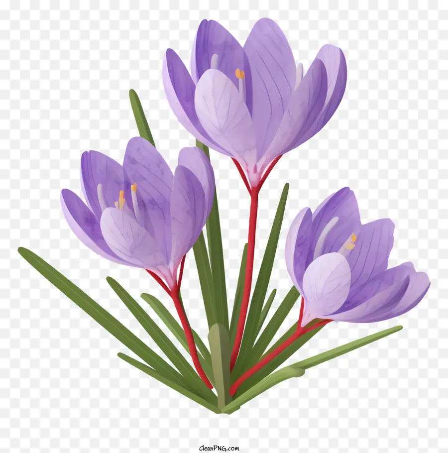 Crocus Ungu，Bunga Ungu PNG