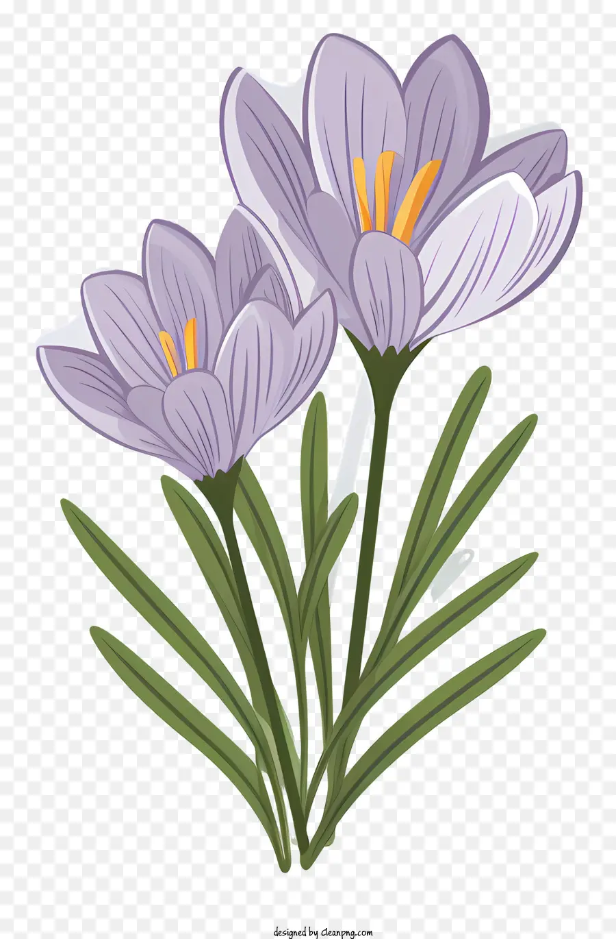 Crocus Ungu，Bunga Ungu PNG