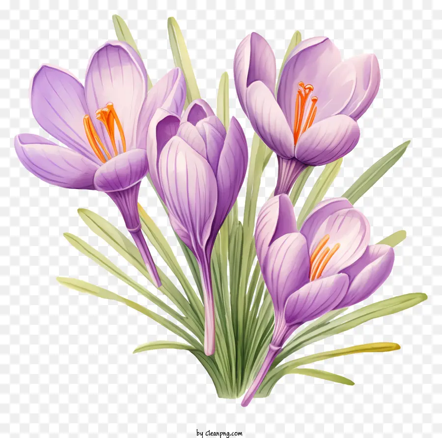 Crocus Ungu，Bunga Crokus PNG