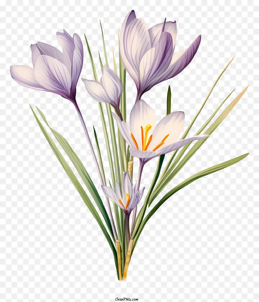 Bunga Crocus，Bunga Crokus PNG