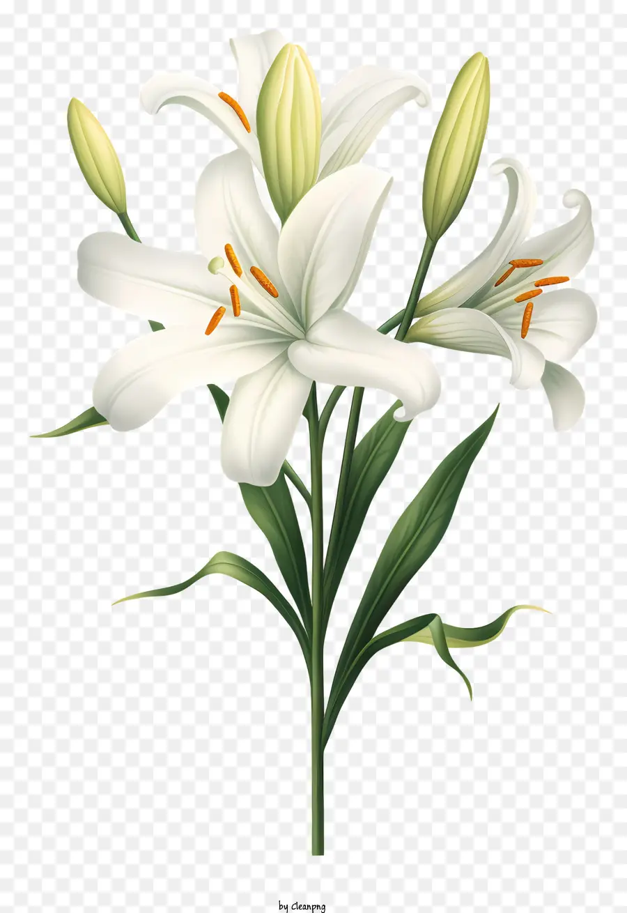 Lily Putih，Kelopak PNG