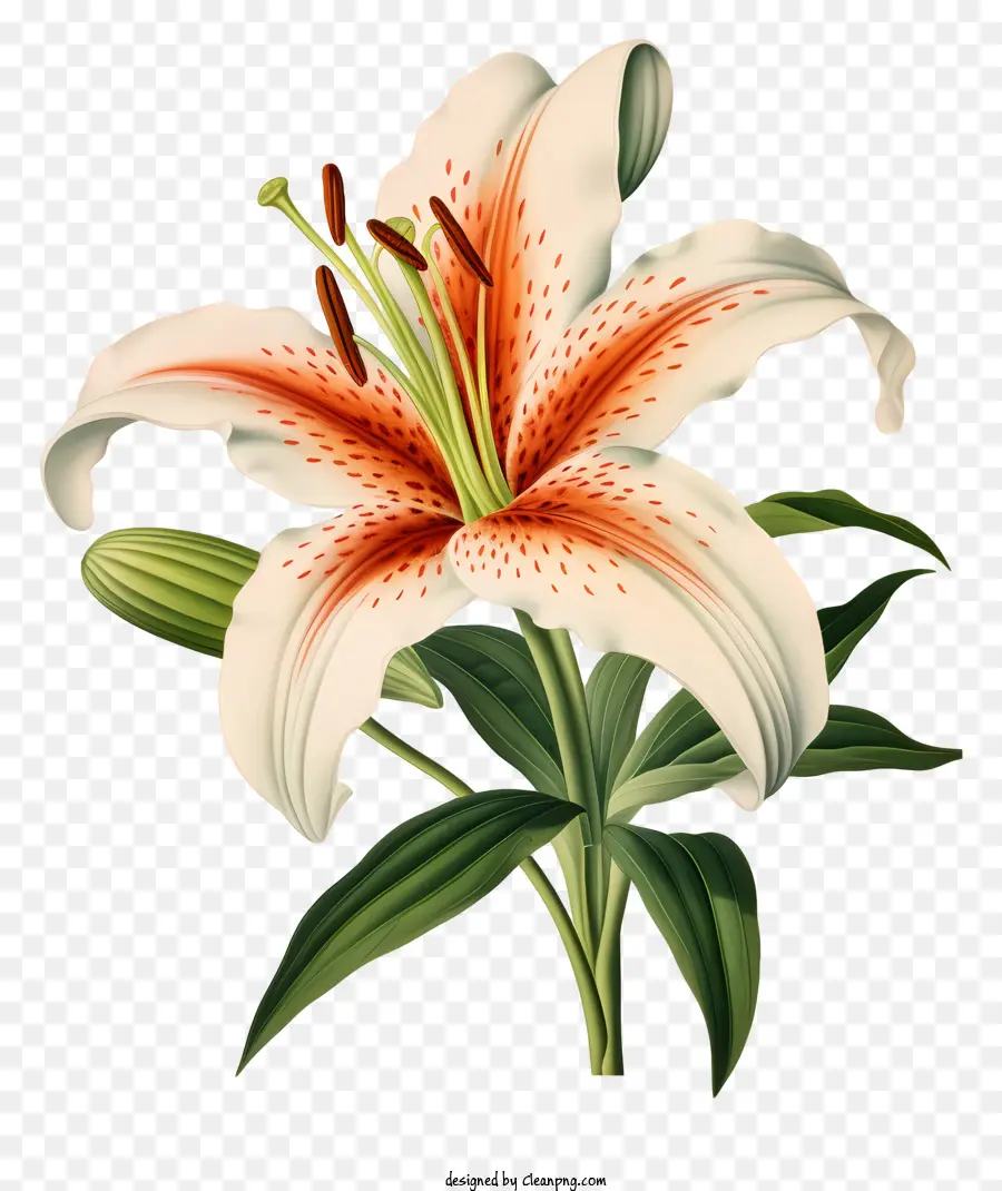 Putih Bunga Lily，Mekar Penuh PNG