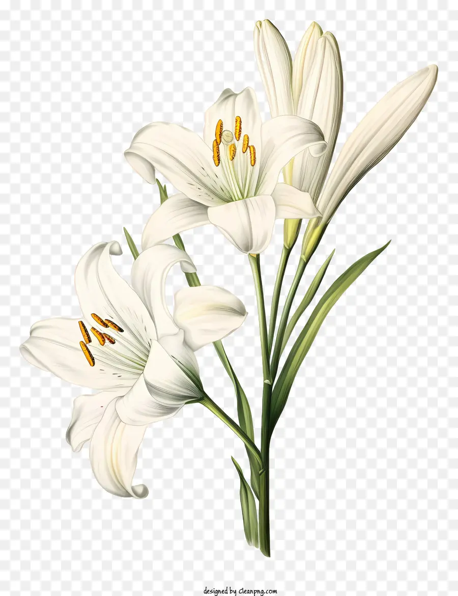 Lili，Bunga Lili Putih PNG