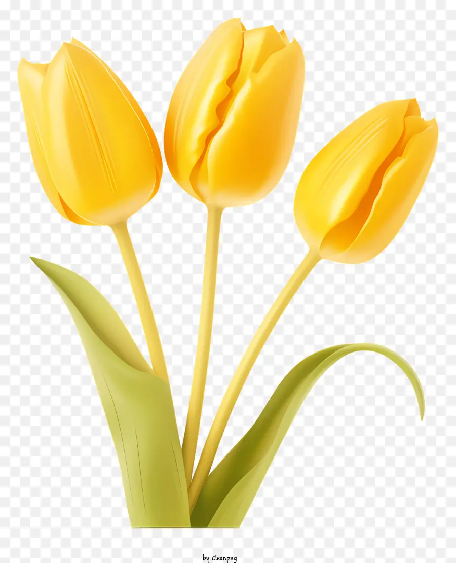 Tulip Kuning，Mekar Penuh PNG