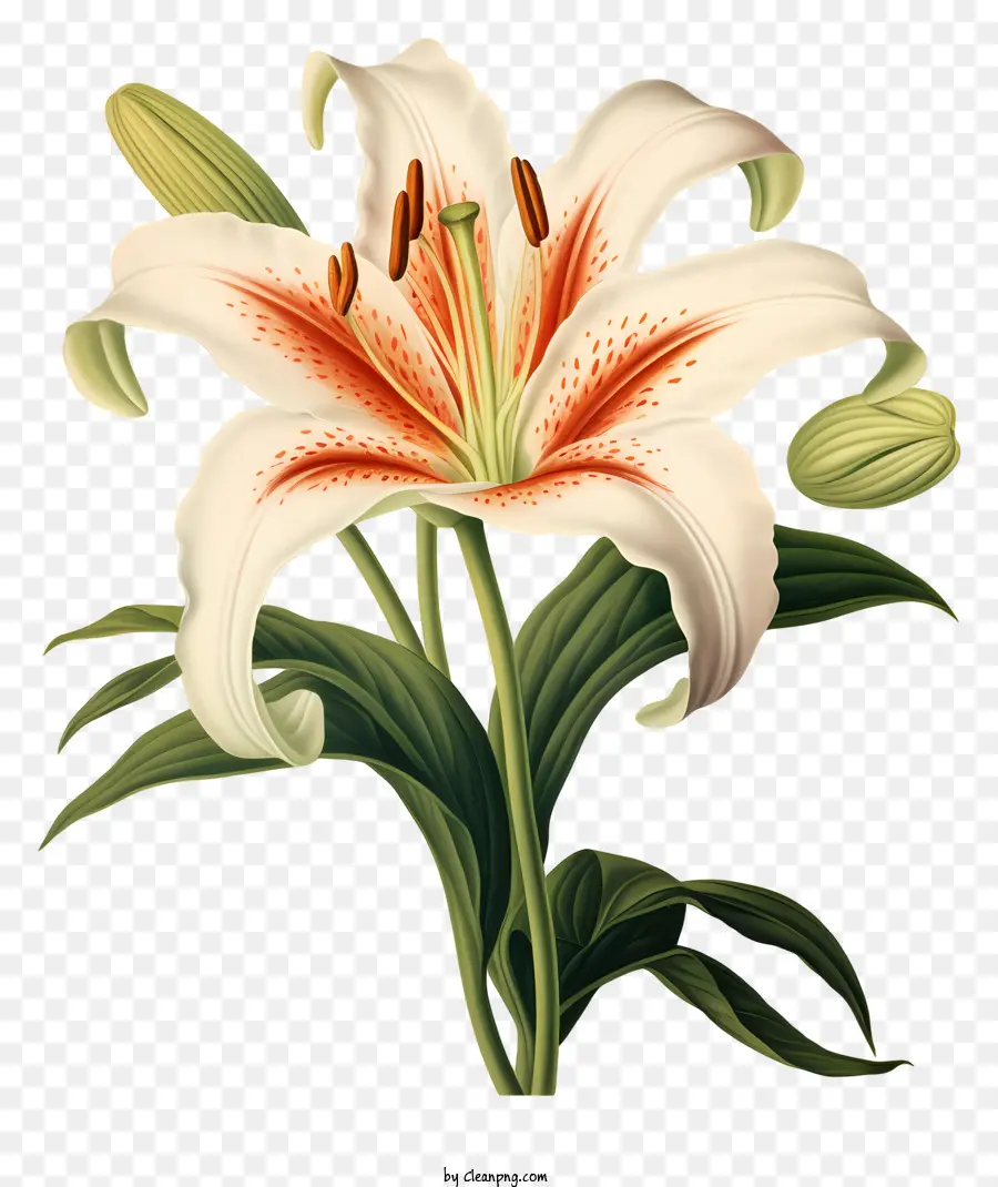 Bunga Lily，Lily Putih PNG