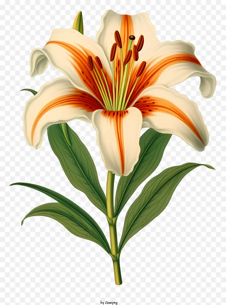 Lily Putih，Kelopak Bergaris Oranye Dan Merah PNG