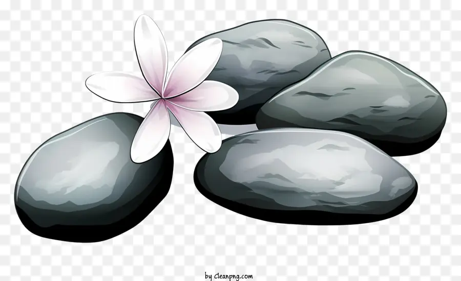 Bunga Merah Muda，Batu PNG