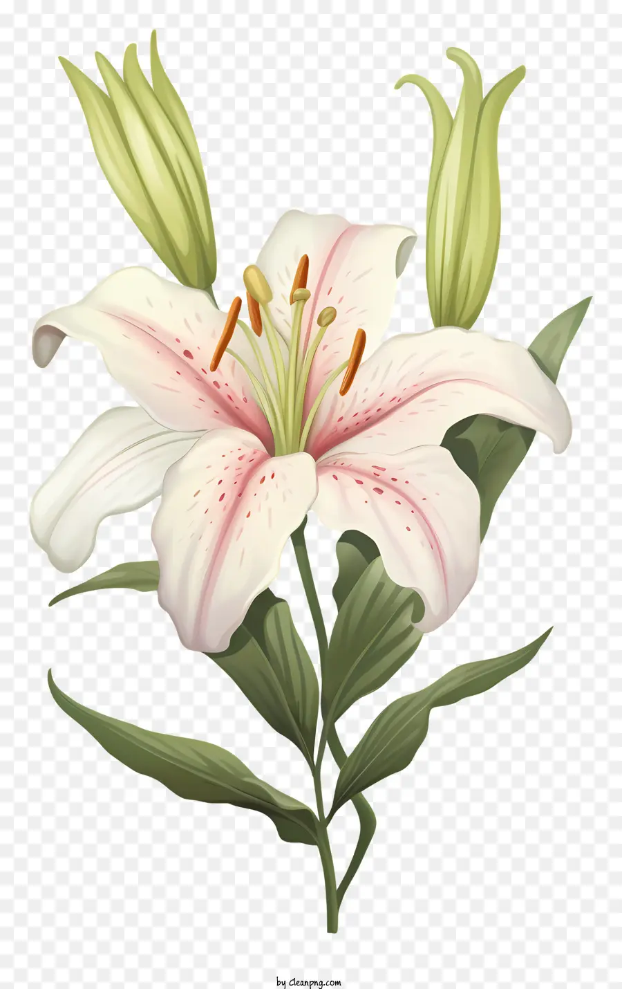 Pink Lily，Lili PNG