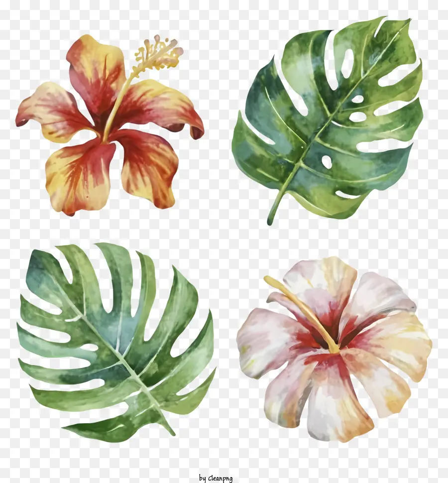 Bunga Bunga Tropis，Bunga Kembang Sepatu PNG