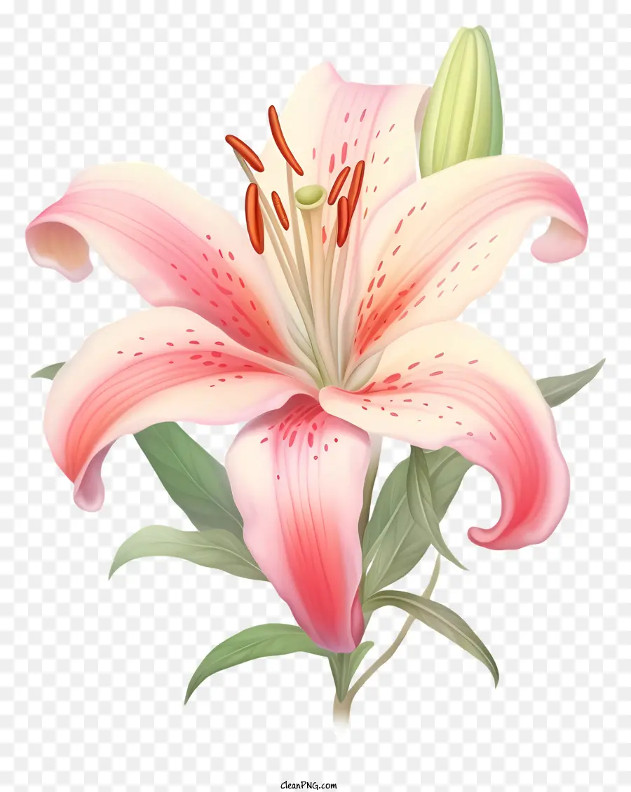 Bunga Lily Merah Muda，Lima Kelopak PNG