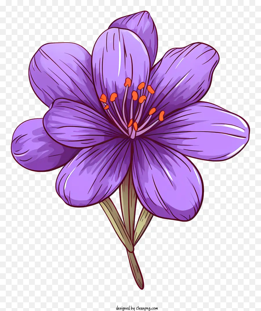 Saffron Ungu，Bunga Dengan Empat Benang Sari PNG
