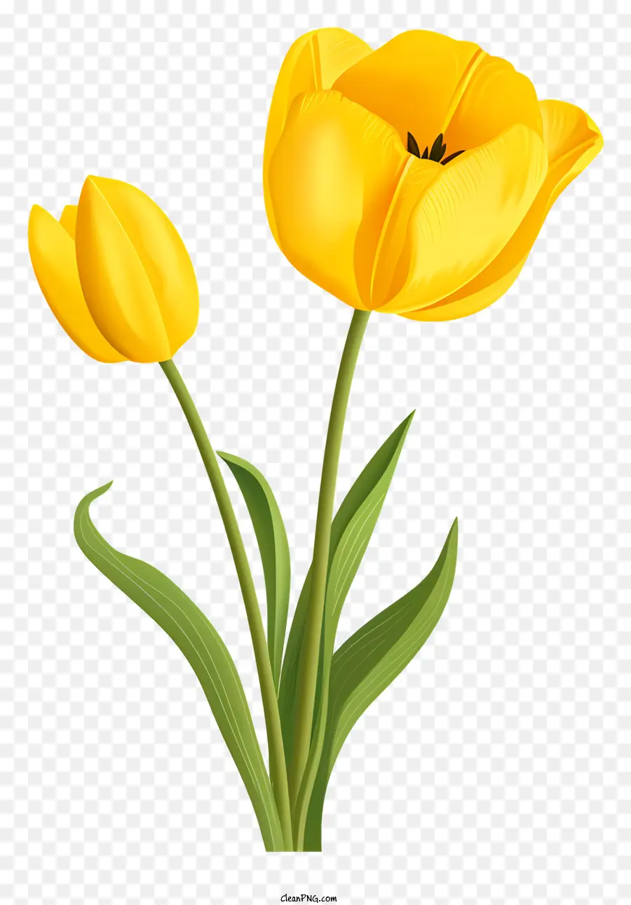 Tulip Kuning，Bunga PNG