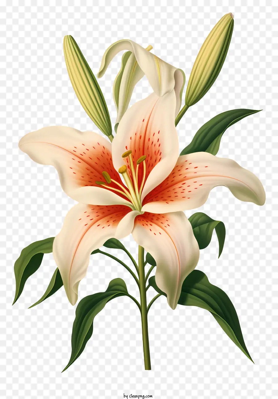 Lily Putih，Kelopak Bunga PNG