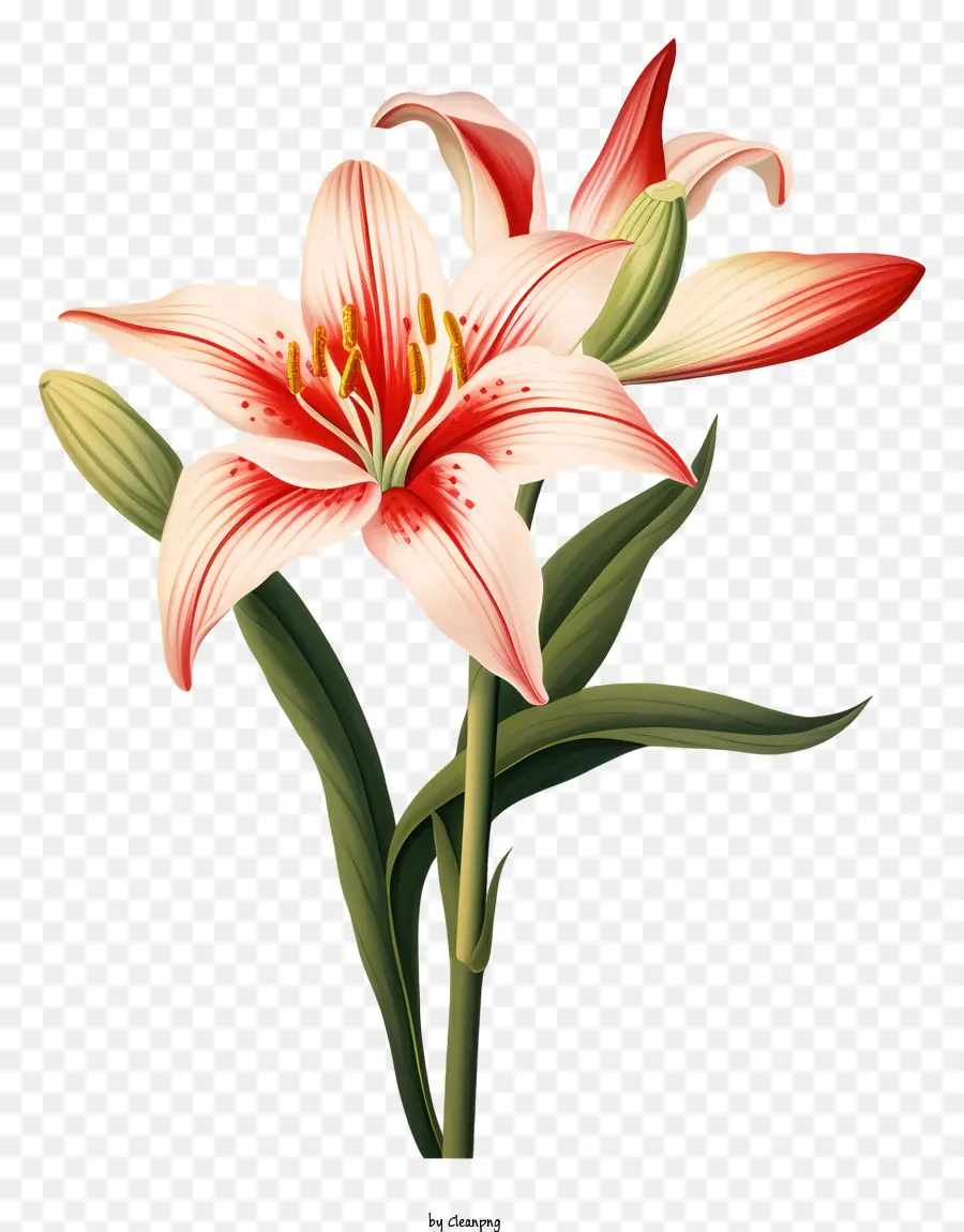 Bunga Lily，Kelopak Merah PNG