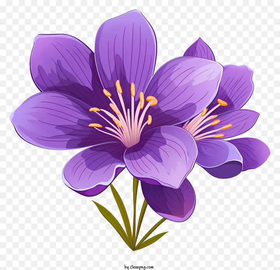 Bunga Ungu，Bunga Saffron PNG
