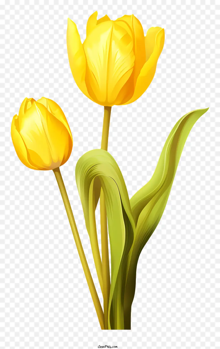 Tulip Kuning，Panggung Tunas PNG