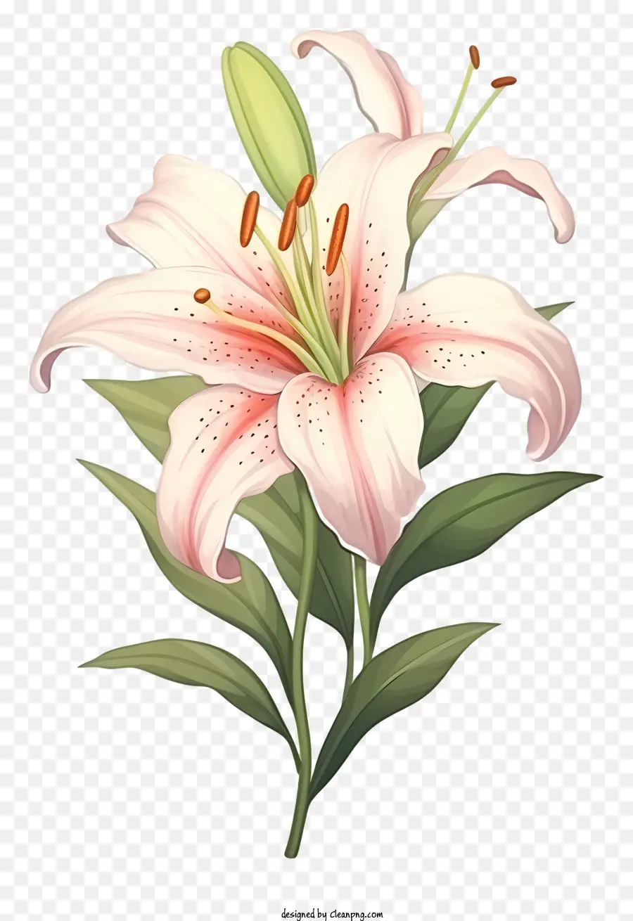 Bunga Lily，Pink Lily PNG