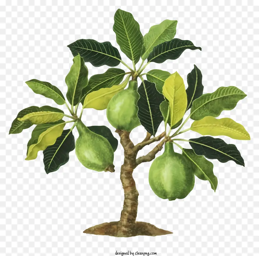 Pohon Buah，Pohon Buah Hijau PNG